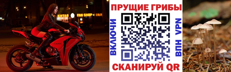 Псилоцибиновые грибы Psilocybine cubensis Можайск
